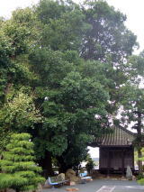 玉泉寺のナギの写真