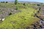 カタリ･メドウ湿地帯の苔